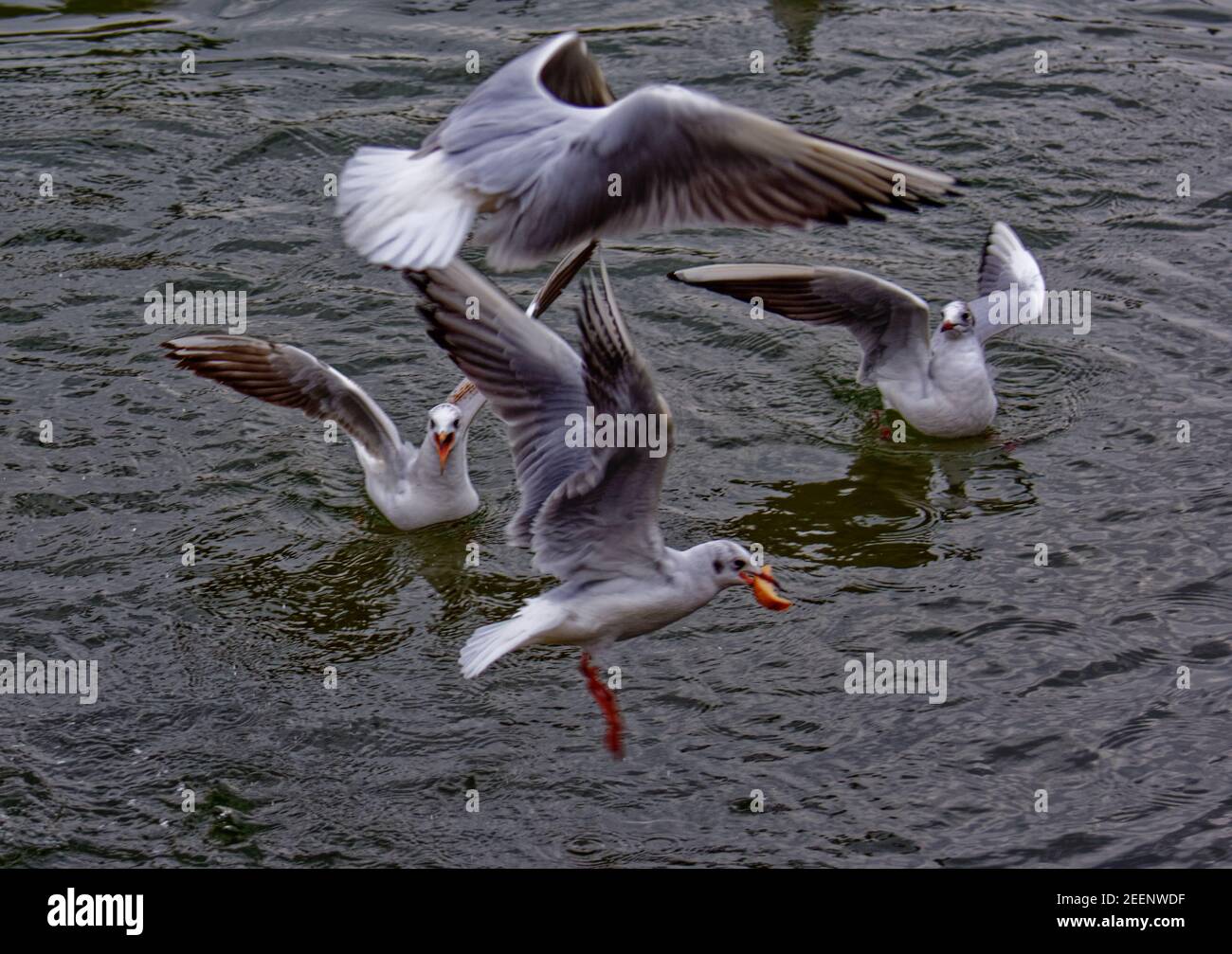 Land verschlossene Möwen Stockfoto