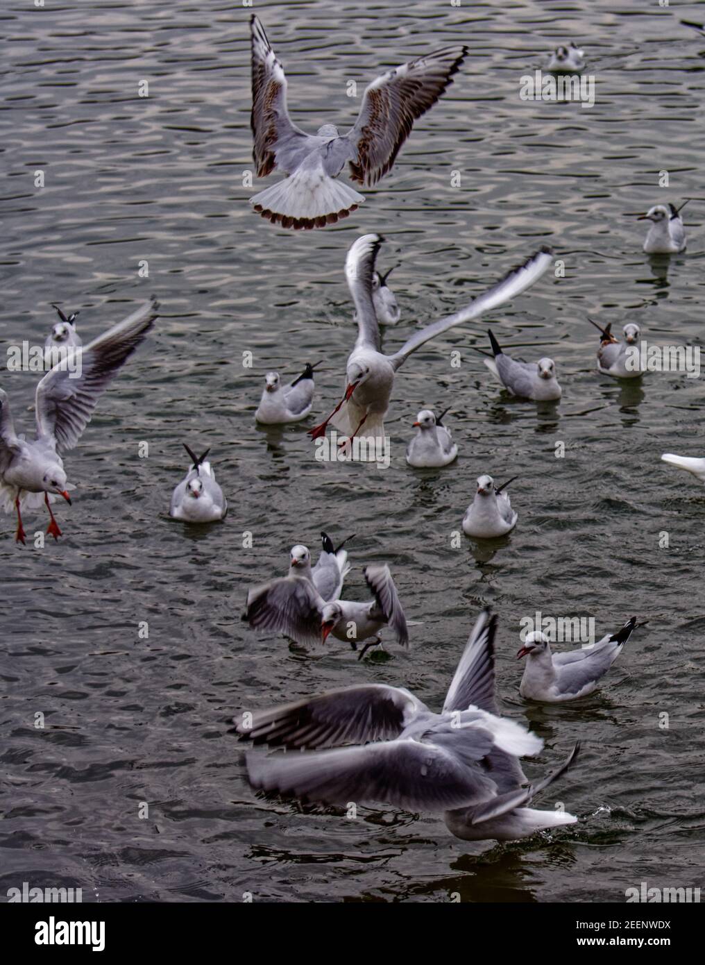 Land verschlossene Möwen Stockfoto