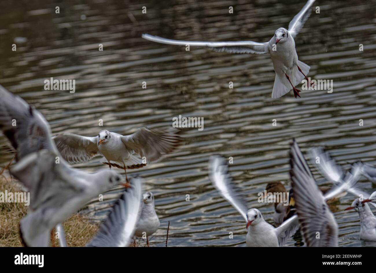 Land verschlossene Möwen Stockfoto