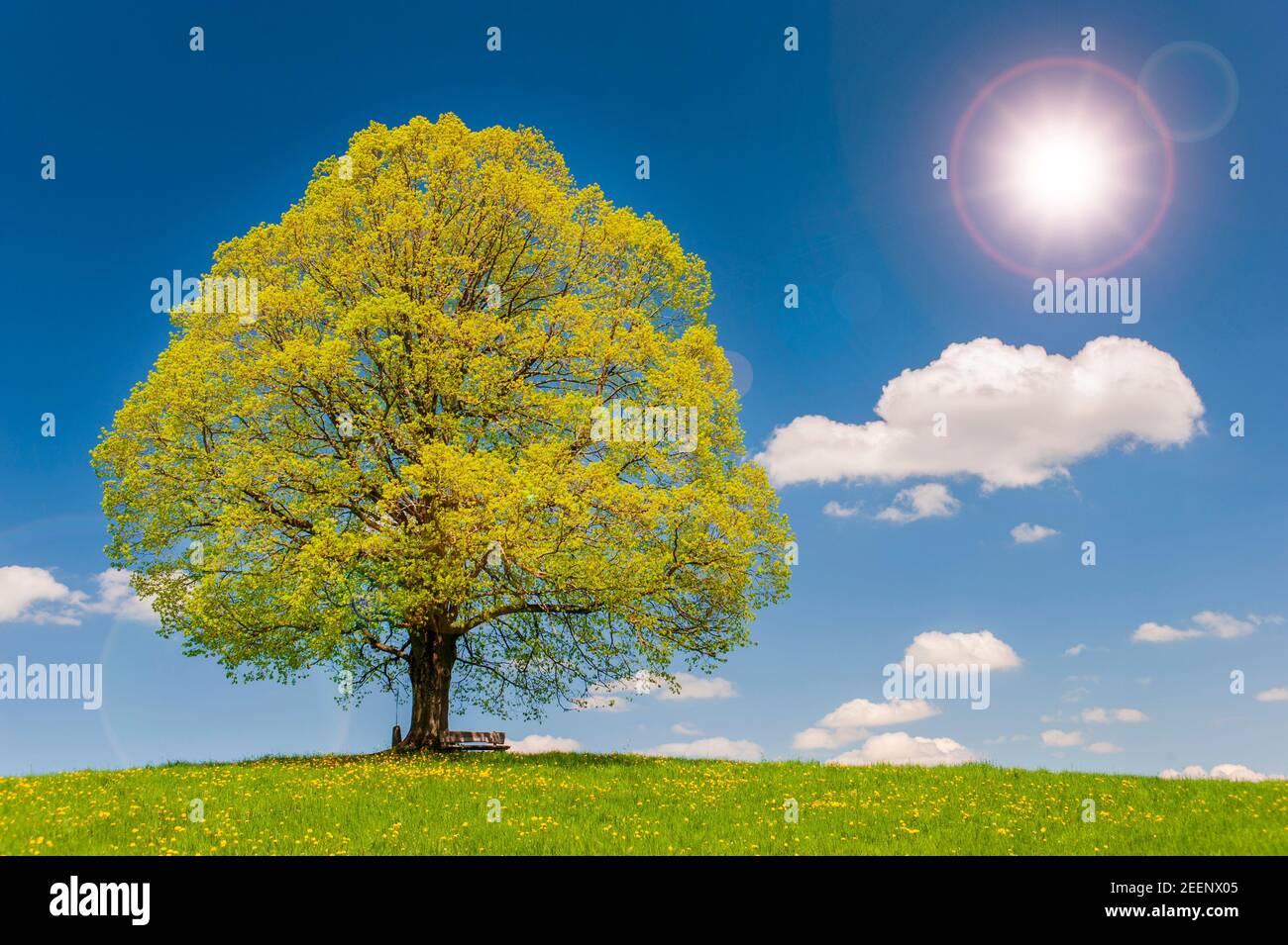 Einzelne große Linde im Frühling auf der Wiese Stockfoto