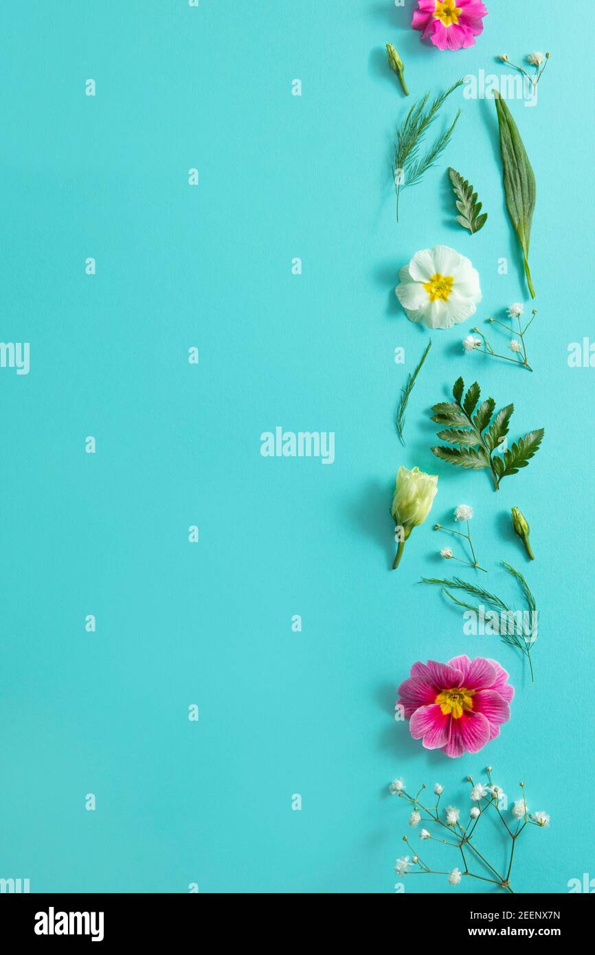 Blauer Hintergrund mit Frühlingsblumen, Kopierraum, flaches Lay-Konzept Stockfoto