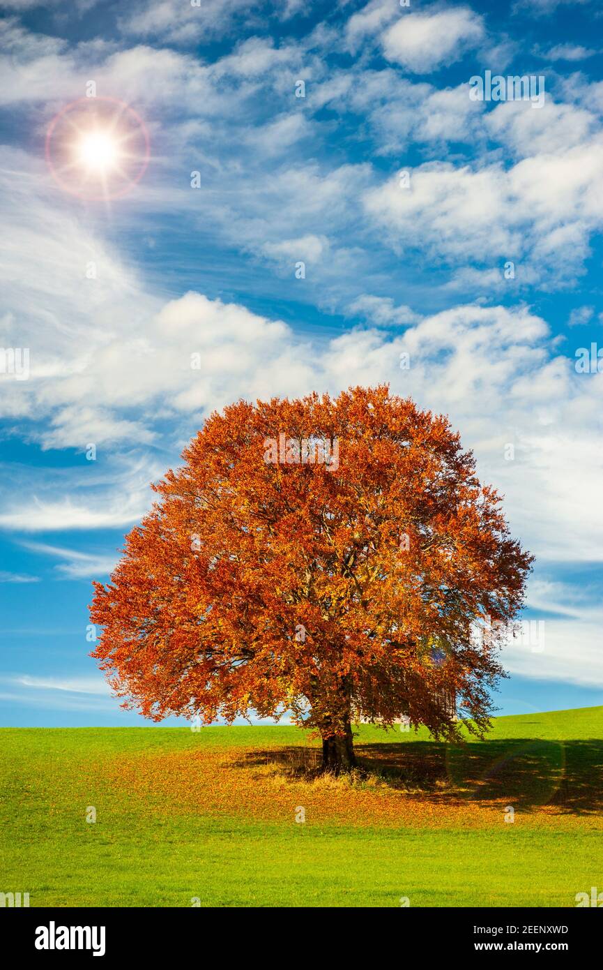 einzigen großen Buche im Herbst auf Wiese Stockfoto