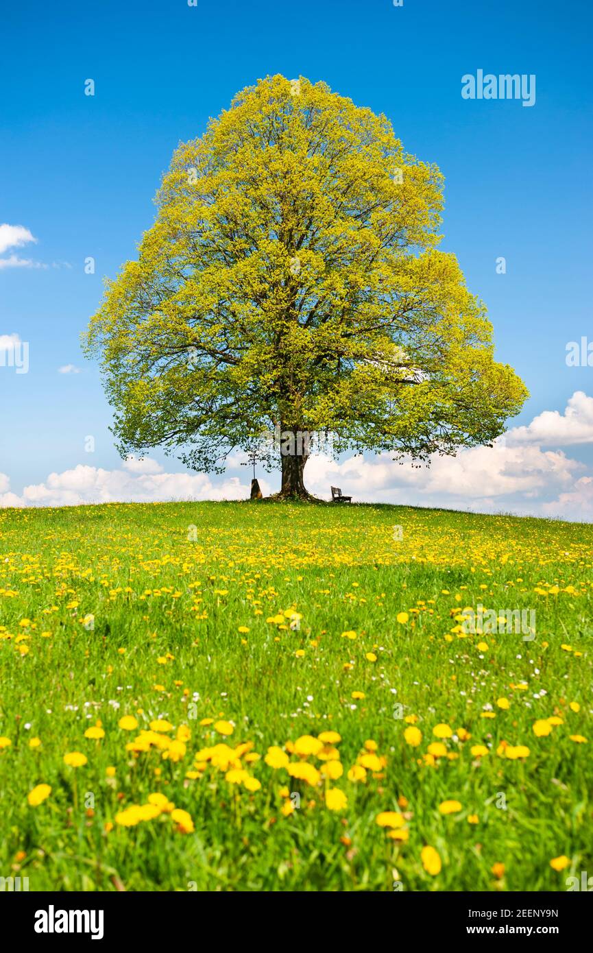 einzigen großen Buche im Herbst auf Wiese Stockfoto