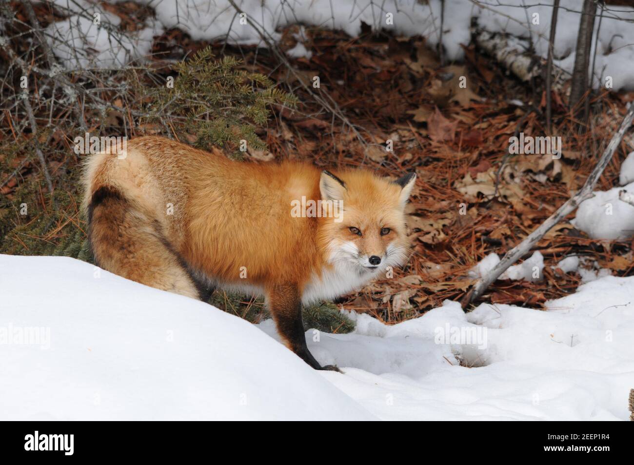 Rotfuchs Nahaufnahme Profil Ansicht in der Wintersaison in seiner Umgebung und Lebensraum mit braunen Blättern und Schnee Hintergrund zeigt buschigen Fuchsschwanz. Stockfoto