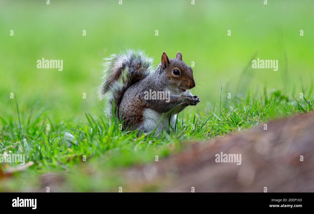 Graues Eichhörnchen frisst eine Nuss, während es im grünen Gras sitzt Stockfoto