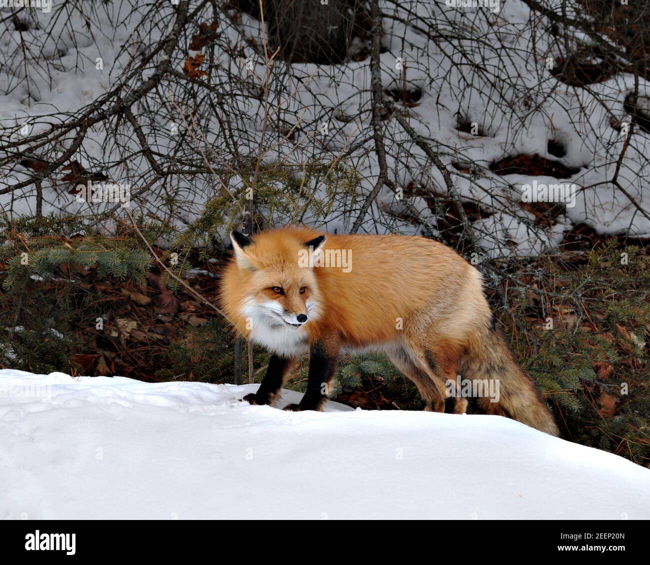 Rotfuchs Nahaufnahme Profil Ansicht in der Wintersaison mit braunen Blättern und Schnee Hintergrund in seiner Umgebung und Lebensraum. Fox-Bild. Bild. Hochformat. Stockfoto