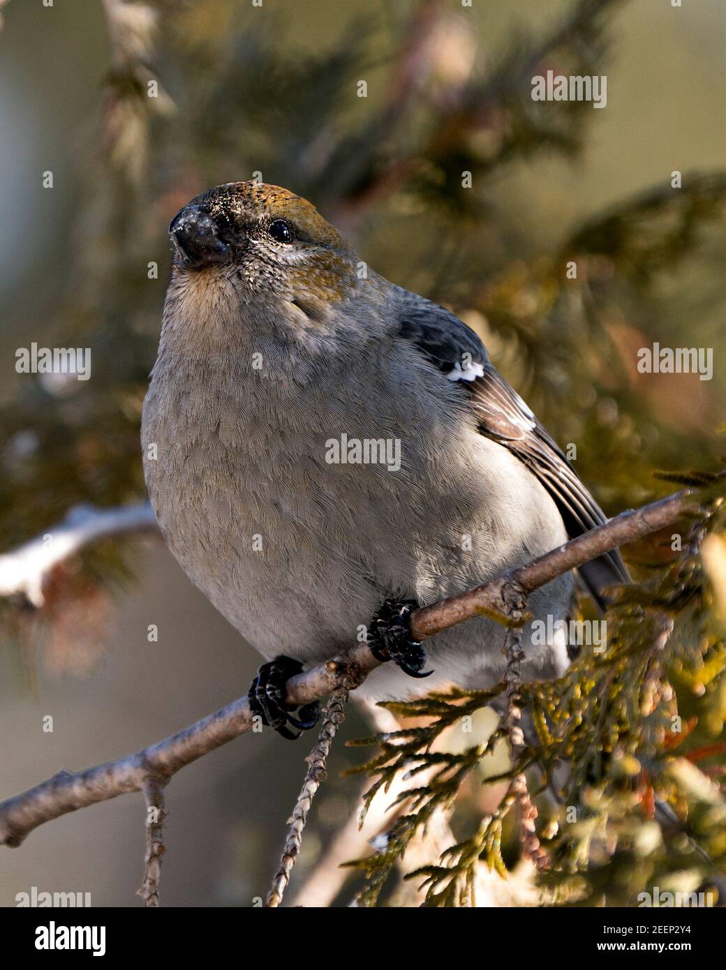 Pine Grosbeak Nahaufnahme Profil Ansicht, auf Zedernbaum mit einem verschwommenen Hintergrund in seiner Umgebung und Lebensraum thront. Bild. Bild. Hochformat. Stockfoto