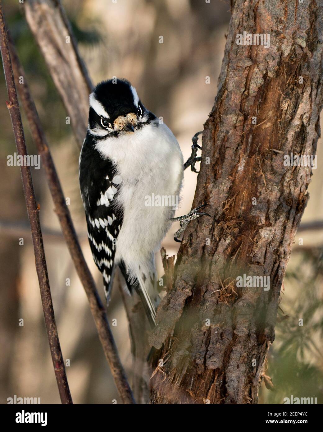 Specht Nahaufnahme Profil Blick kletternden Stammbaum, zeigt Federgefieder in seiner Umgebung und Lebensraum im Wald mit einem verschwommenen Hintergrund. Stockfoto