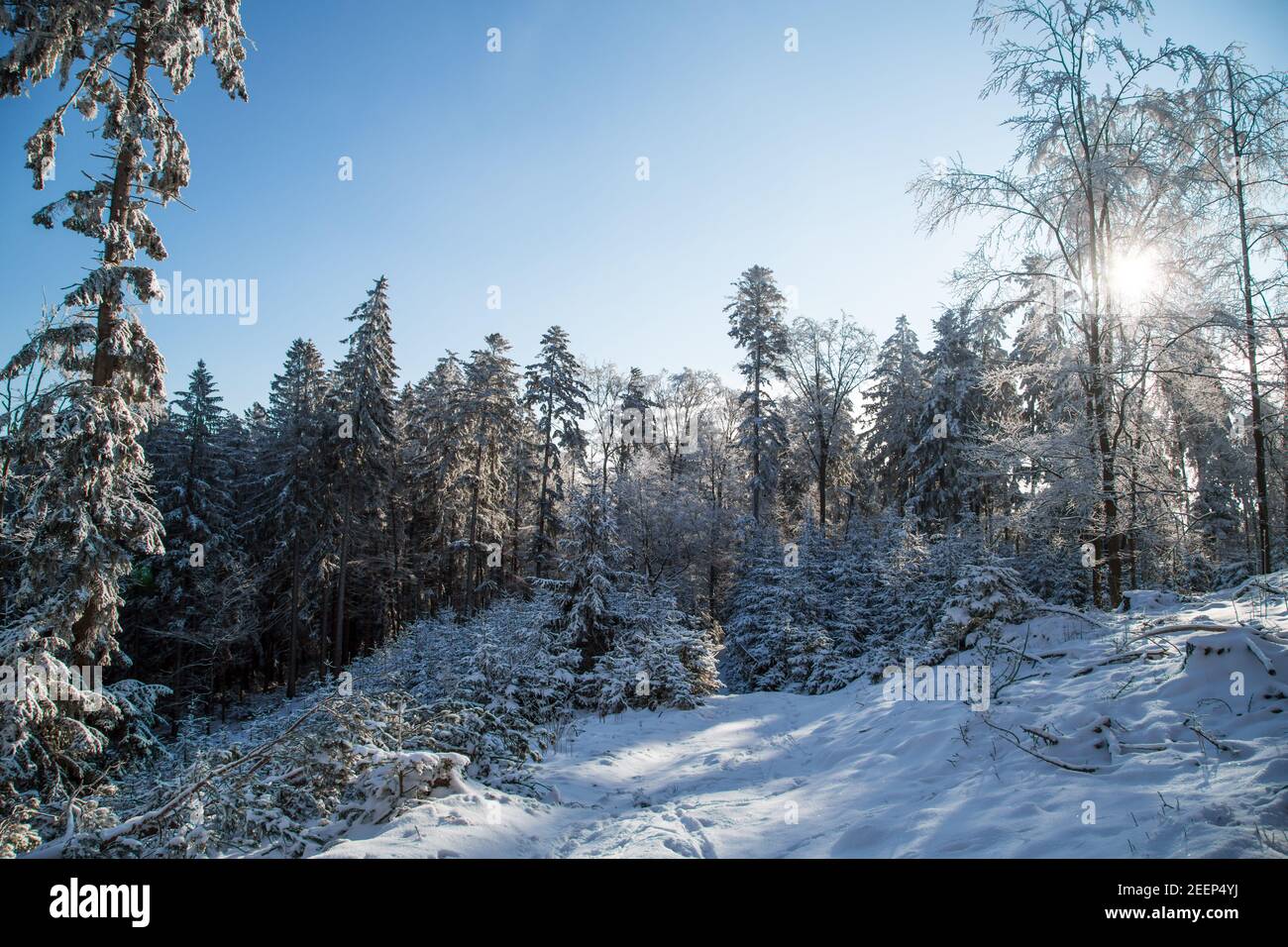 Sonniger Wintertag im Waldviertel, Österreich Stockfoto
