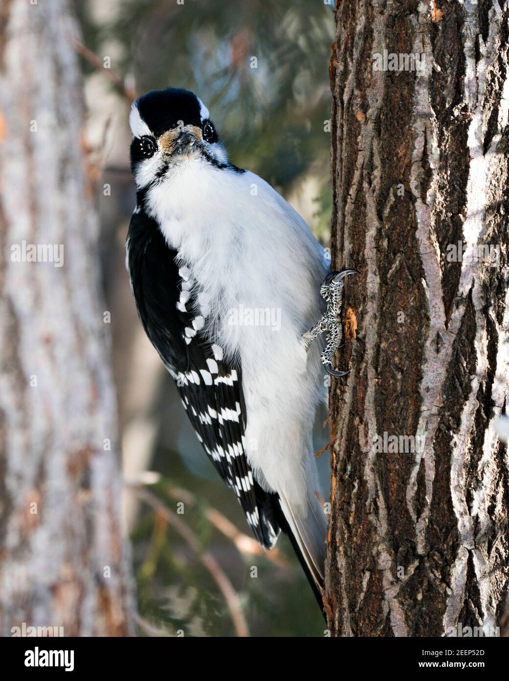 Specht Nahaufnahme Profil Ansicht Klettern Baumstamm und zeigt Federgefieder in seinem Lebensraum im Wald mit einem verschwommenen Hintergrund. Bild. Stockfoto