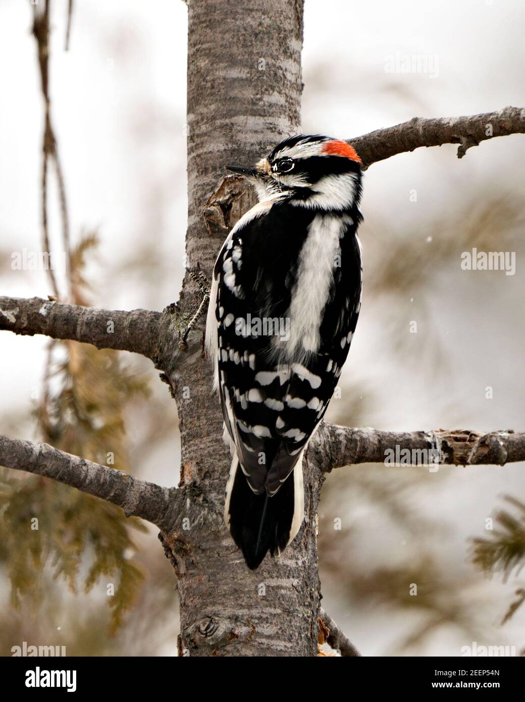 Specht Nahaufnahme Profil Ansicht Klettern Baumstamm und zeigt Federgefieder in seiner Umgebung und Lebensraum im Wald. Bild. Bild. Stockfoto