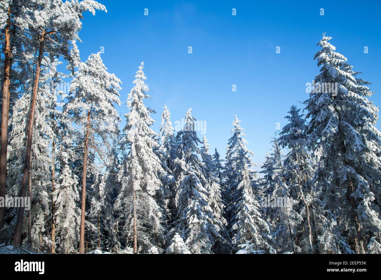 Sonniger Wintertag im Waldviertel, Österreich Stockfoto