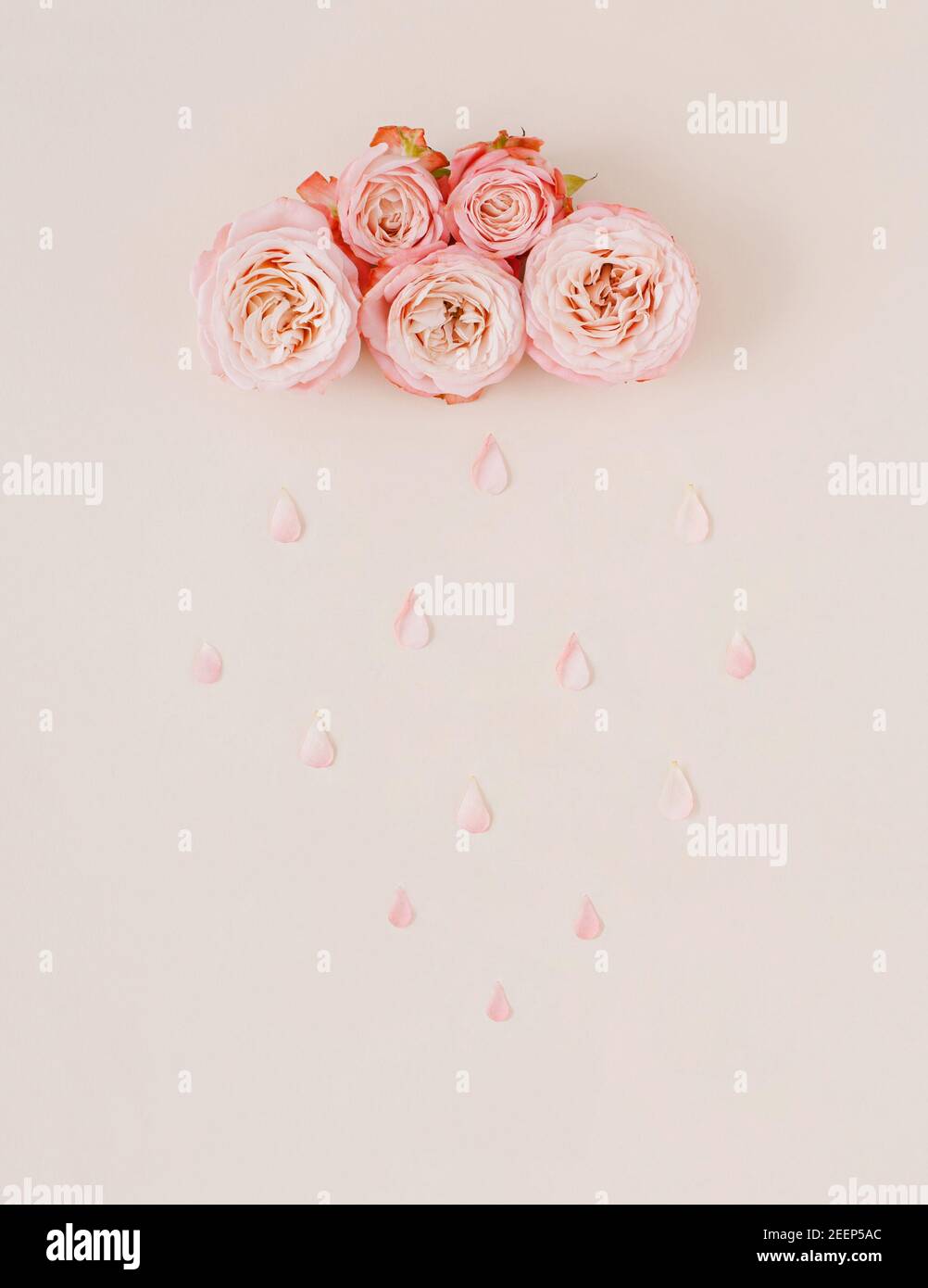 Weiße und rosa Pastellwolke und Regen mit Rosenblüten und Blütenblättern. Natur oder Frauentag Konzept. Kreativer Hintergrund. Minimale Ästhetik. Stockfoto