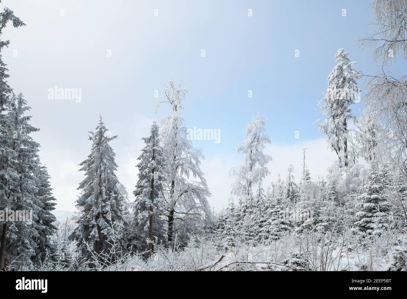 Winter im Waldviertel, Österreich Stockfoto