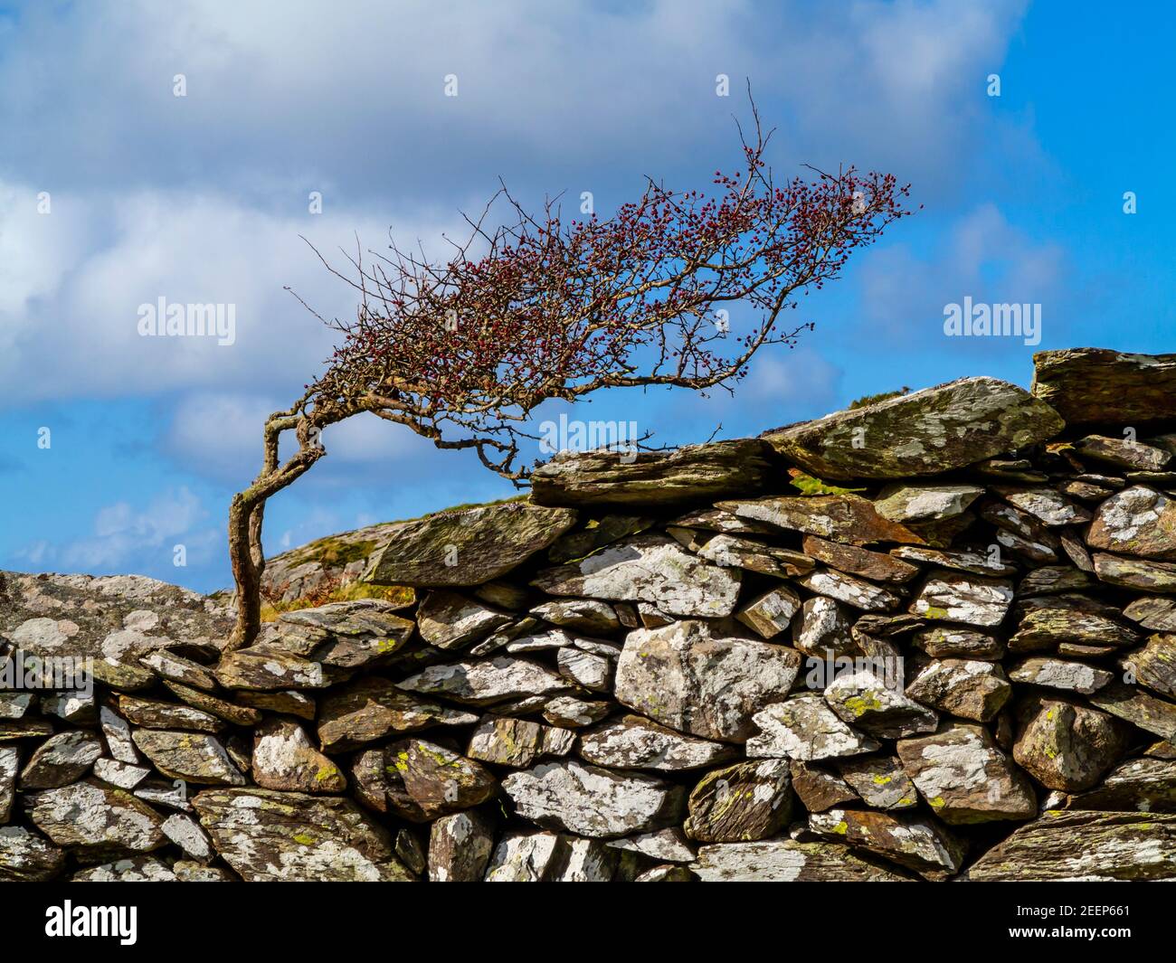 Hochland-Landschaft mit Baum und Trockensteinmauer in Gellfechan bei Barmouth in Gwynedd North West Wales UK in der Nähe des beliebten Panorama Walk. Stockfoto