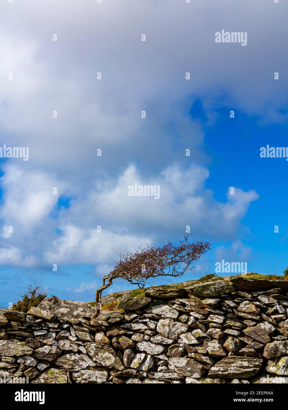 Hochland-Landschaft mit Baum und Trockensteinmauer in Gellfechan bei Barmouth in Gwynedd North West Wales UK in der Nähe des beliebten Panorama Walk. Stockfoto