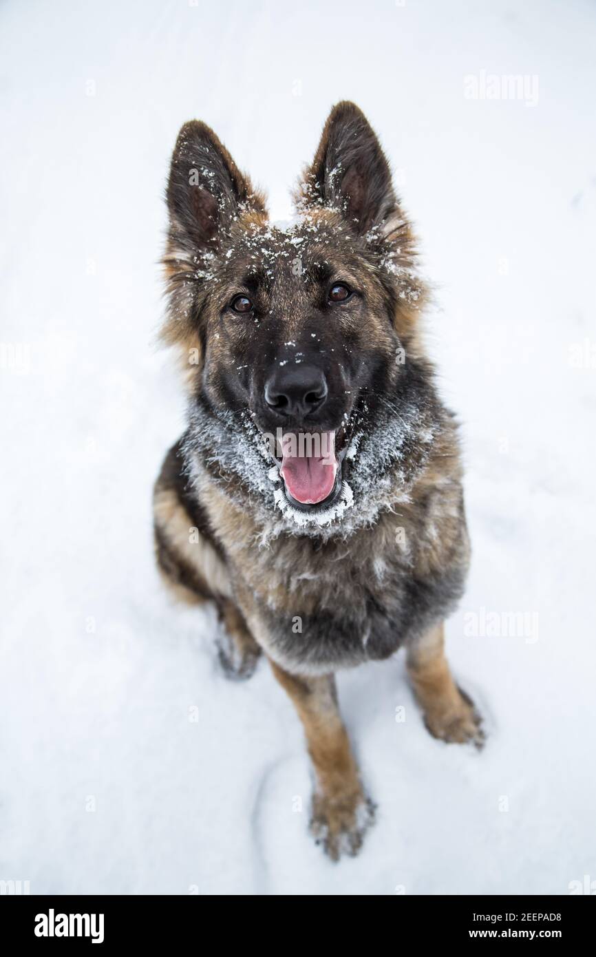 Deutscher Schäferhund (Elsässer) sitzt im Schnee Stockfoto