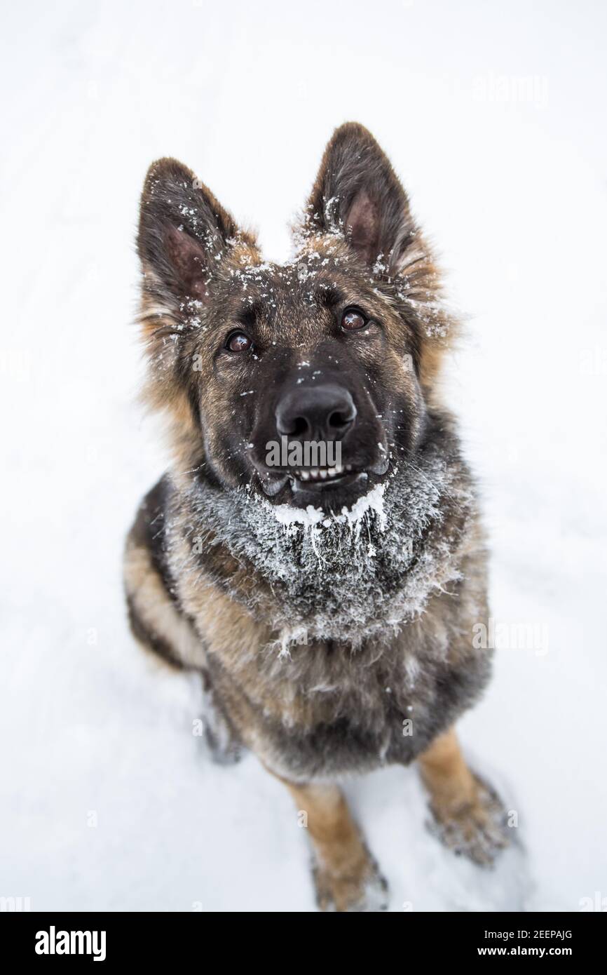 Deutscher Schäferhund (Elsässer) sitzt im Schnee Stockfoto