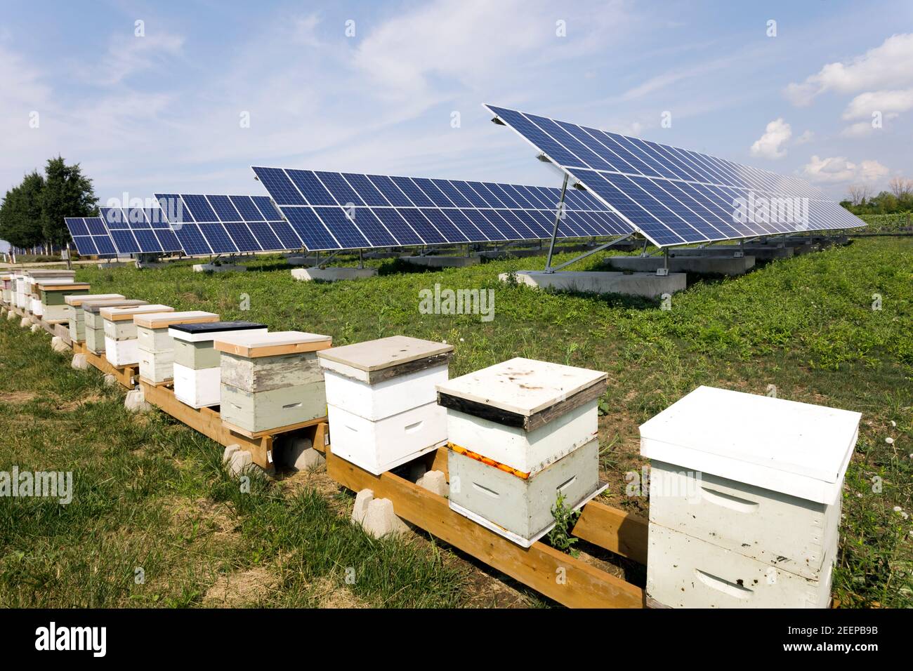 Bienenstöcke und Sonnenkollektoren auf einer Farm Stockfoto