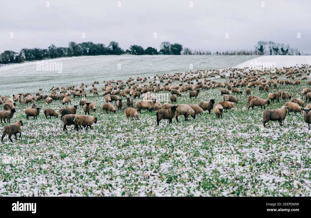 Ein Feld voller Schafe im Schnee in der Englische Landschaft Stockfoto