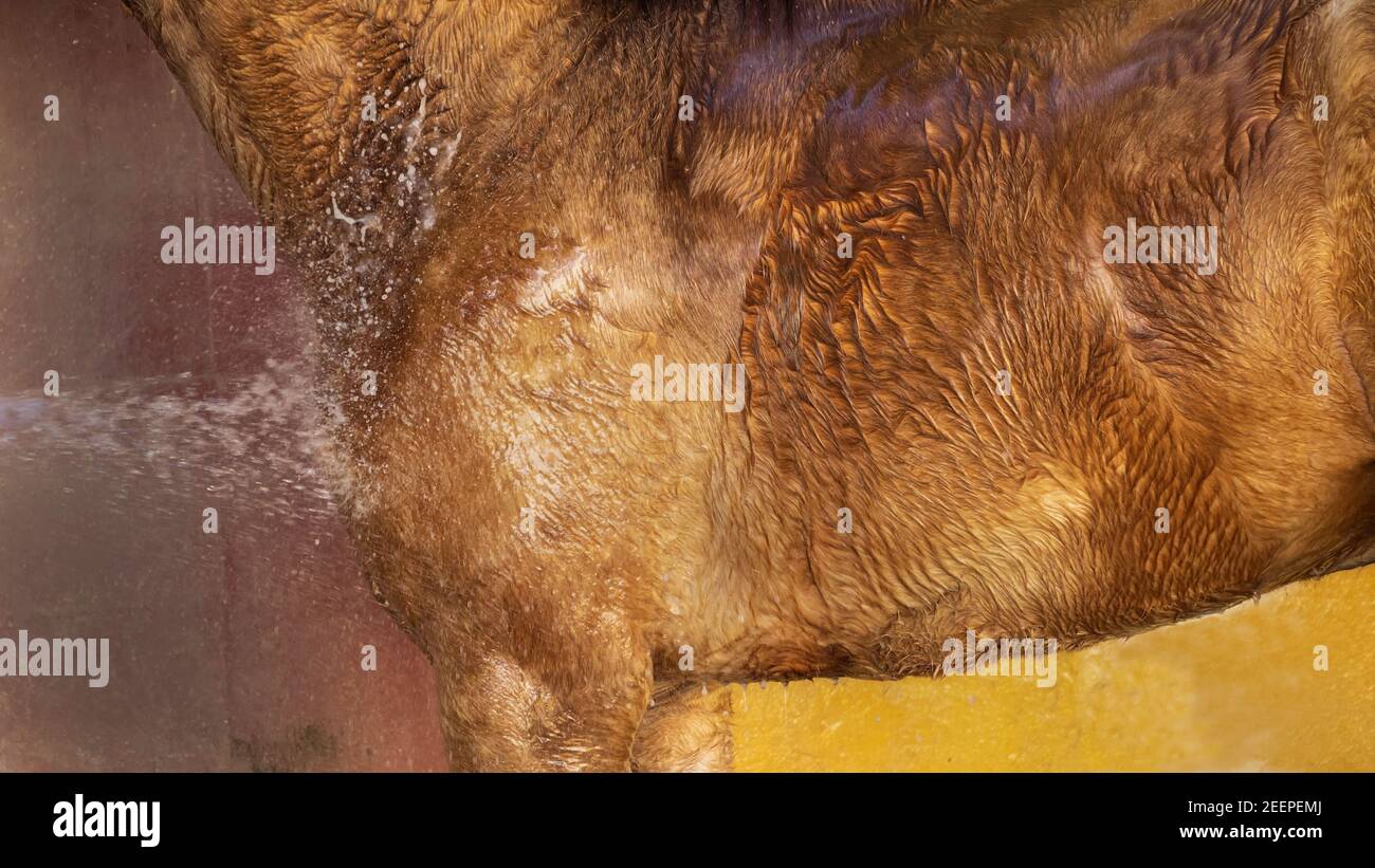 Braunes Pferdehaar mit Schlauchwasser getränkt Stockfoto Braunes Pferdehaar mit Schlauchwasser getränkt Stockfoto