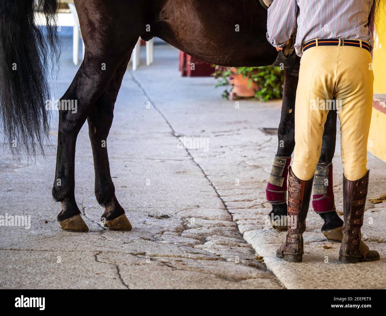 Beine eines Reiters in Reitstiefeln neben seinem braunen Pferd. Stockfoto