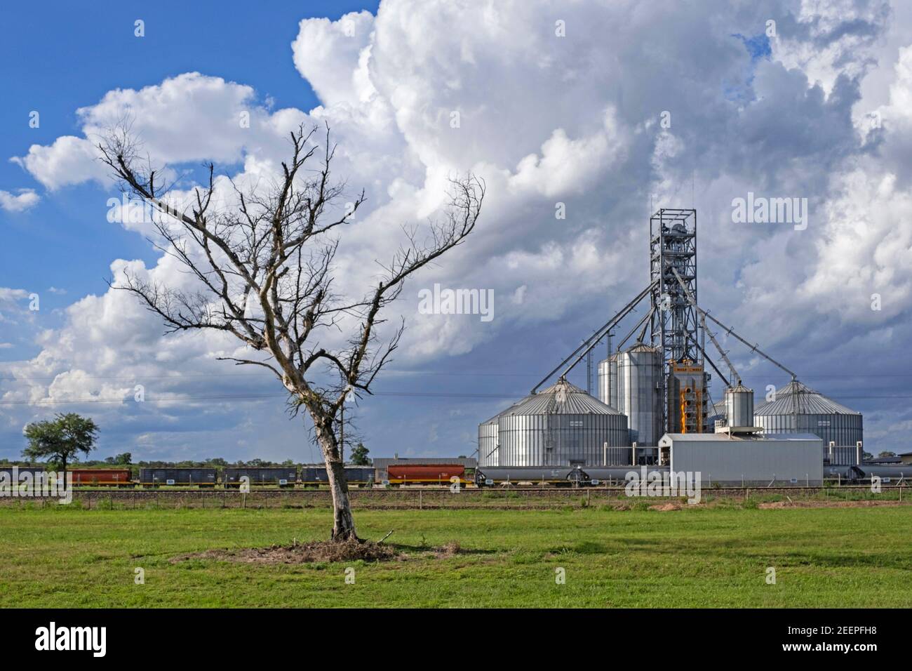 Güterzug verladen Getreide in Güterwagen / Güterwagen an landwirtschaftlichen Silos entlang National Route 16, Autobahn in der Provinz Chaco, Argentinien Stockfoto