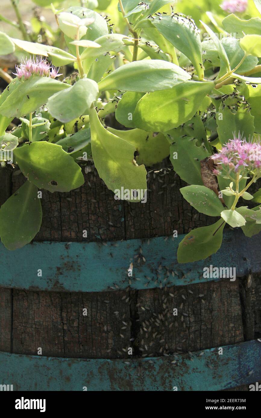 Ein Schwarm fliegender Ameisen im Garten Stockfoto