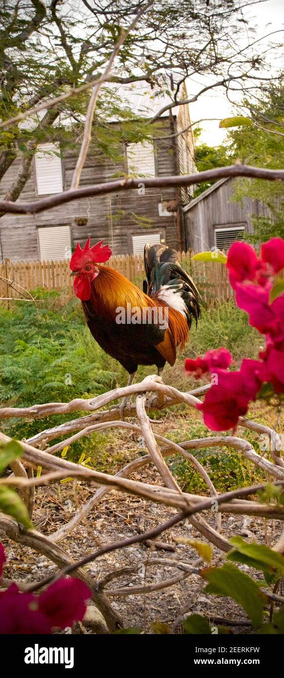 Hahn auf Filialen, außerhalb in Key West, Florida, FL USA. Südlichster Punkt in den kontinentalen USA. Urlaubsziel der Insel. Stockfoto