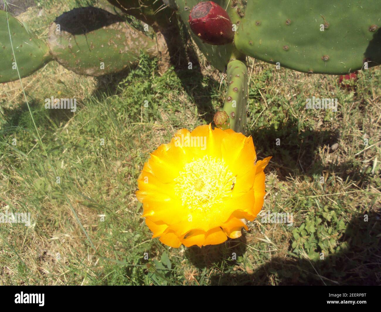 fiore di Cactus Stockfoto