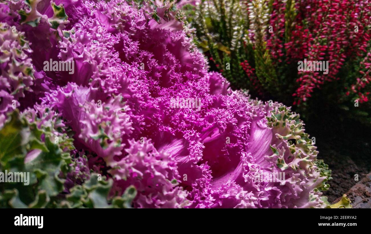 Violett grün und rot riesige Blumen in kleinen Garten Stockfoto