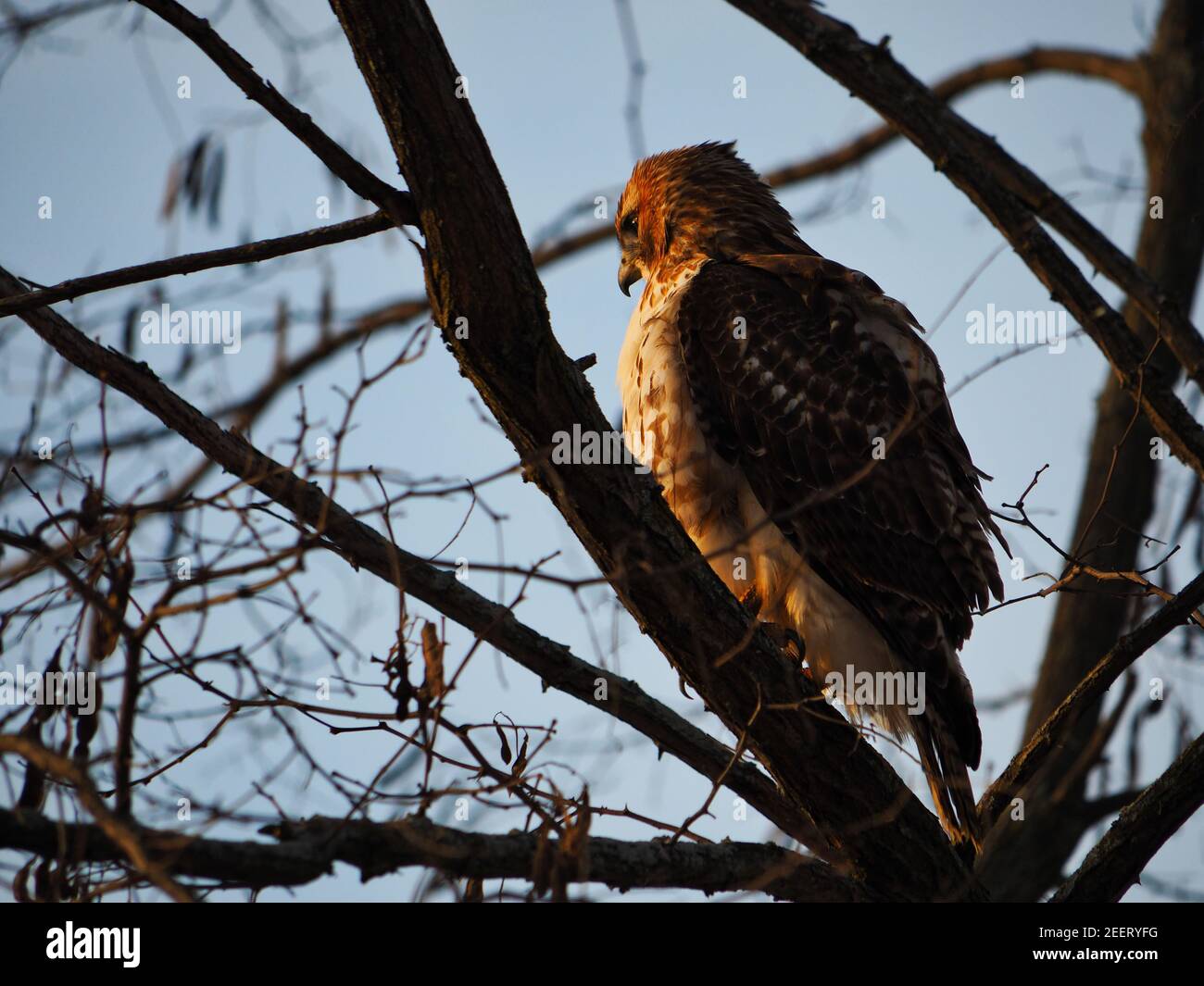 Hawk in der Natur Stockfoto
