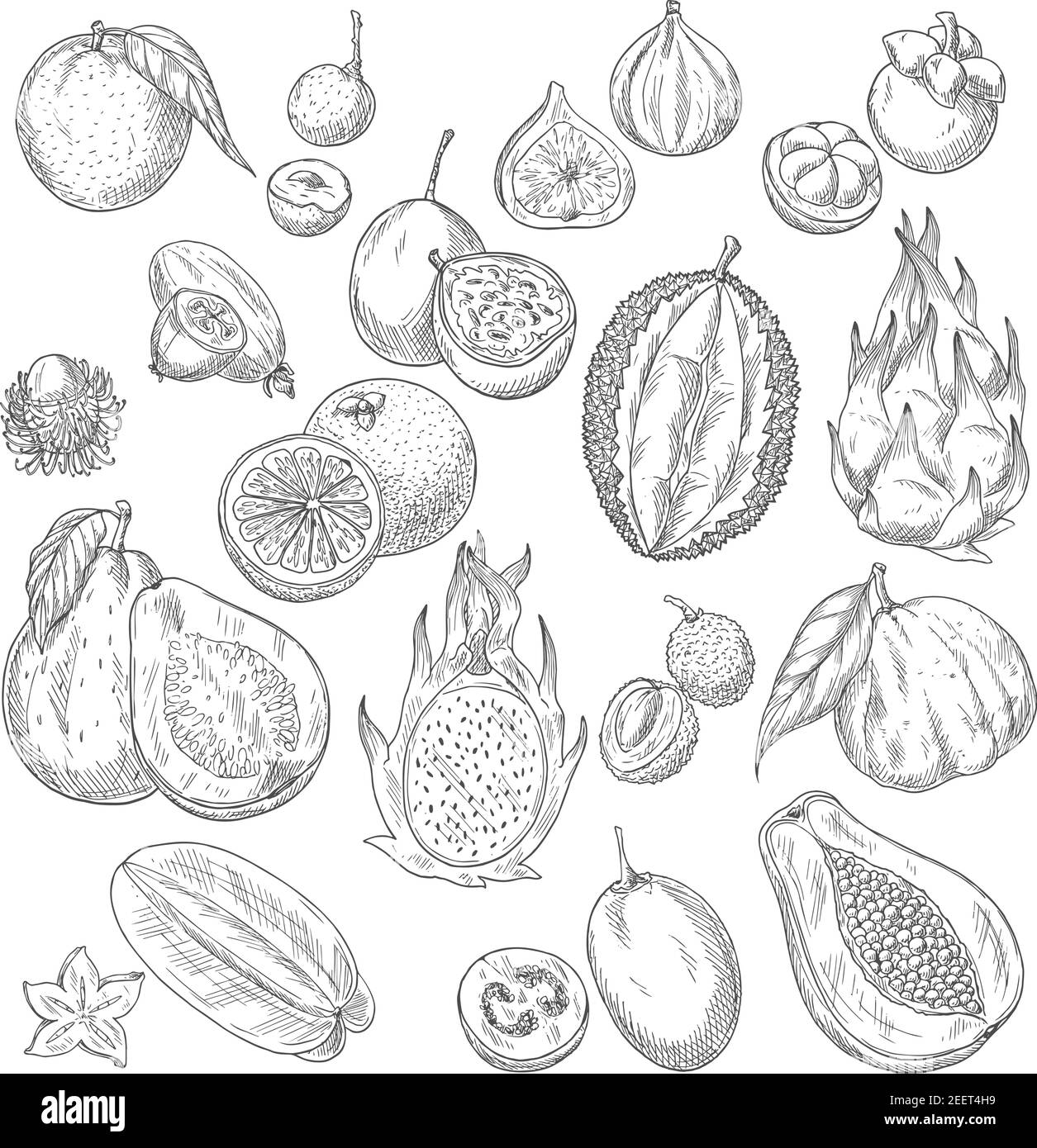 Exotische Früchte Skizze von Papaya und Mango, Feigen und Avocado, Passionsfrucht Maracuya und Carambola, Durian und Guava oder Feijoa, Lichee, Mangostan oder Ramb Stock Vektor
