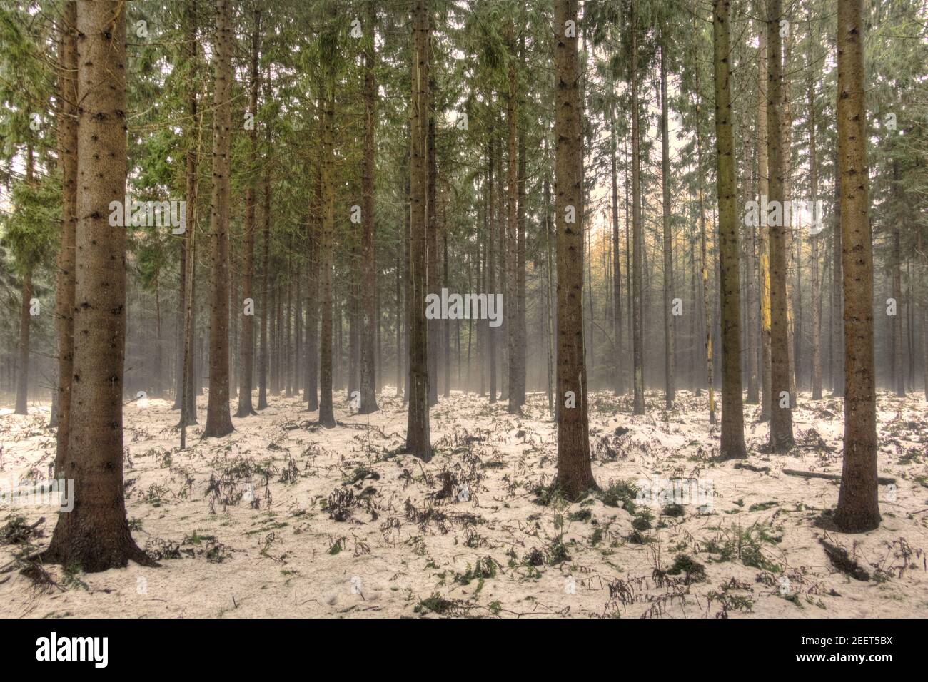 Ende des Winters, Wechsel der Jahreszeiten: Im Wald hängt Nebel über dem schmelzenden Schnee Stockfoto