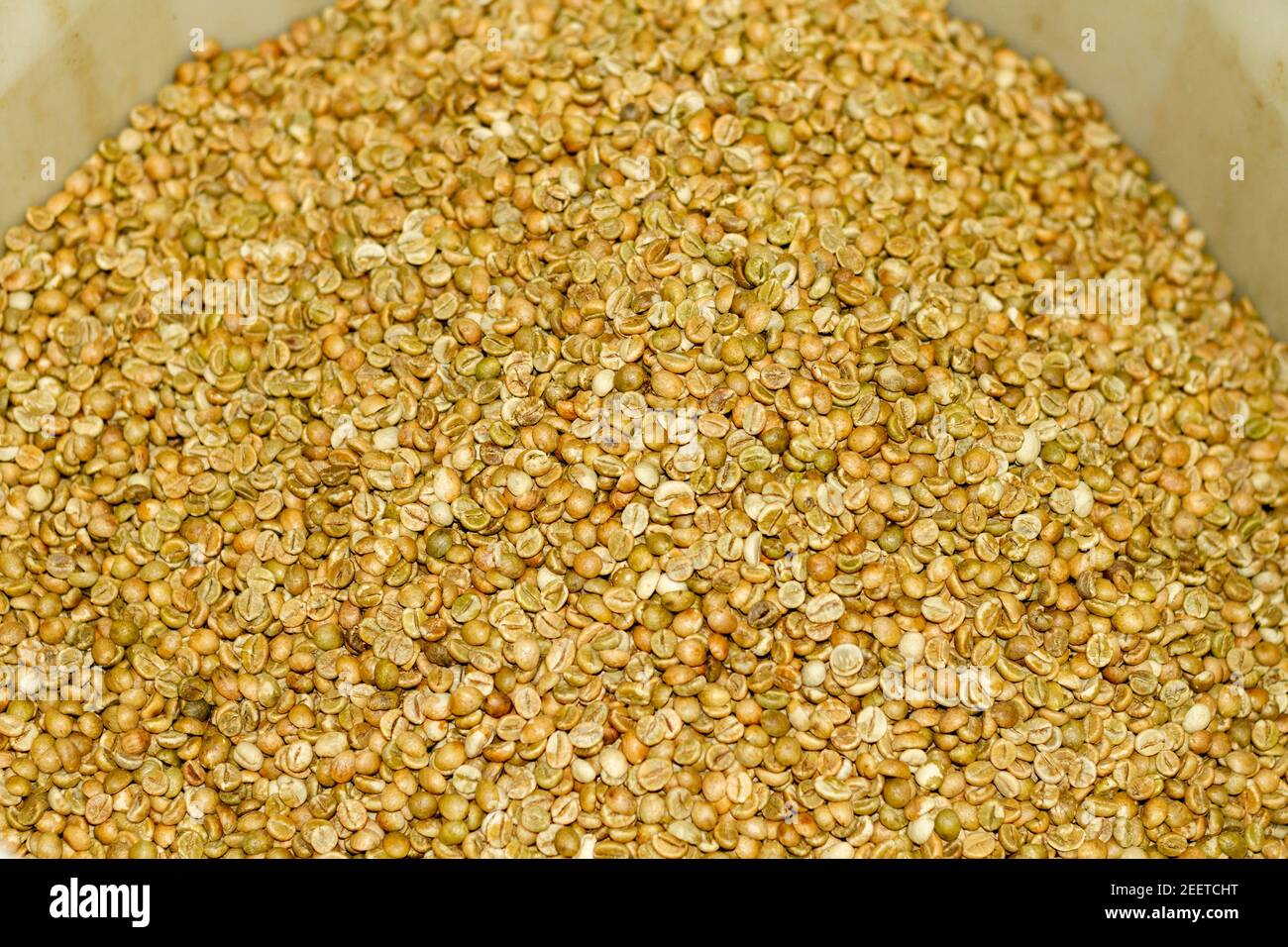Hellgrüne Robusta-Kaffeebohnen in einem Behälter vor dem Eintreten in den zu gerösteten Ofen. Stockfoto
