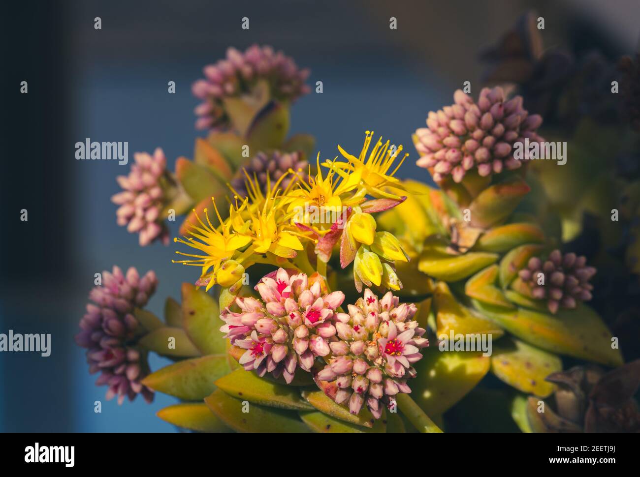 Detail von saftigen Pflanzen mit gelben Blüten mit langen Staubgefäßen Und andere kleine rosa Stockfoto