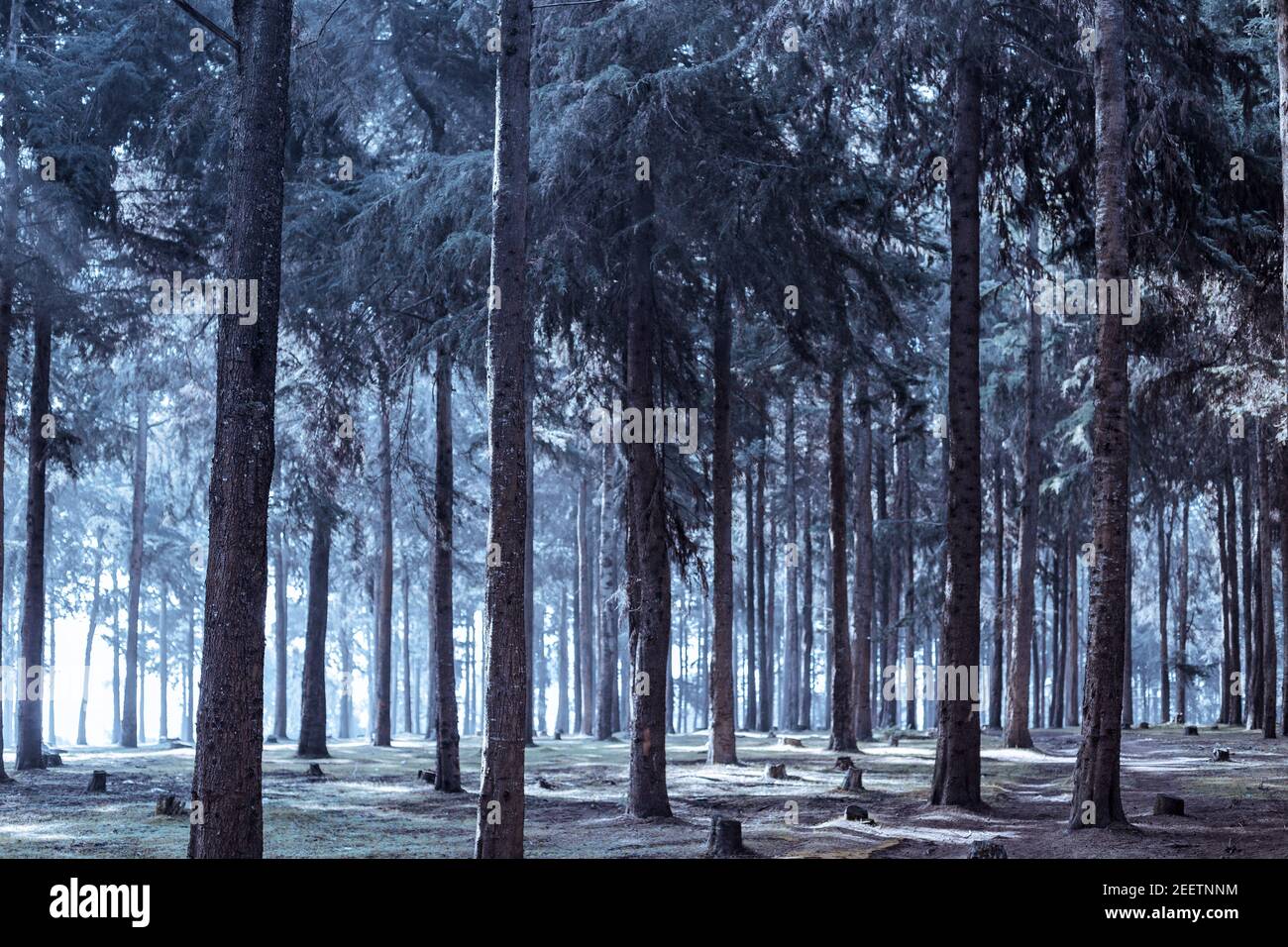 Kinale Forest liegt 60 km von Nairobi entfernt an der Nairobi-Naivasha-Autobahn, Kinungi-Route. Der Wald hat mehrere weitgehend unerforschte Touristenattraktionen Stockfoto