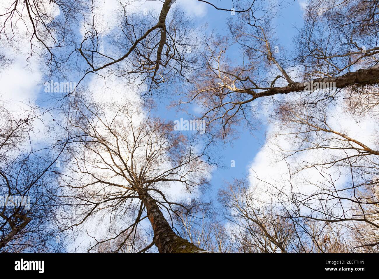 Dünne weiße Wolken ziehen sich über einen leuchtend blauen Winterhimmel über einem Baumkronen; Schnee klammert sich an die kahl verzweigten schlanken Birken-, Eichen- und Eschenbäume. Stockfoto