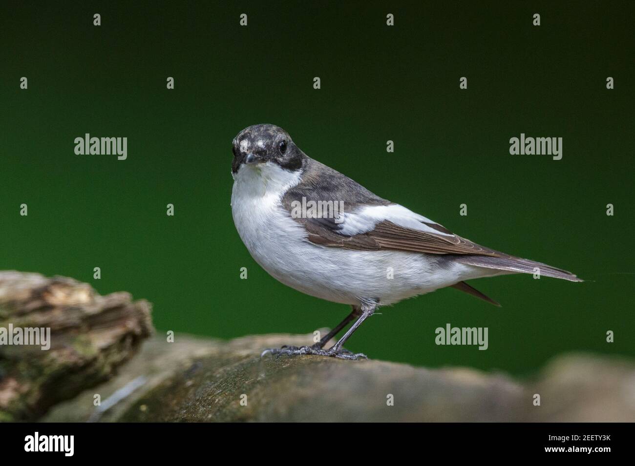 Europäischer Rattenfänger, Ficedula hypoleuca, männlich Debrecen, Ungarn, 26. April 2014 Stockfoto