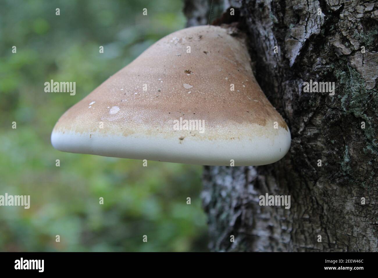 Eine Birkenklammer an einem Baum in der Nähe im Wald Im Herbst Stockfoto