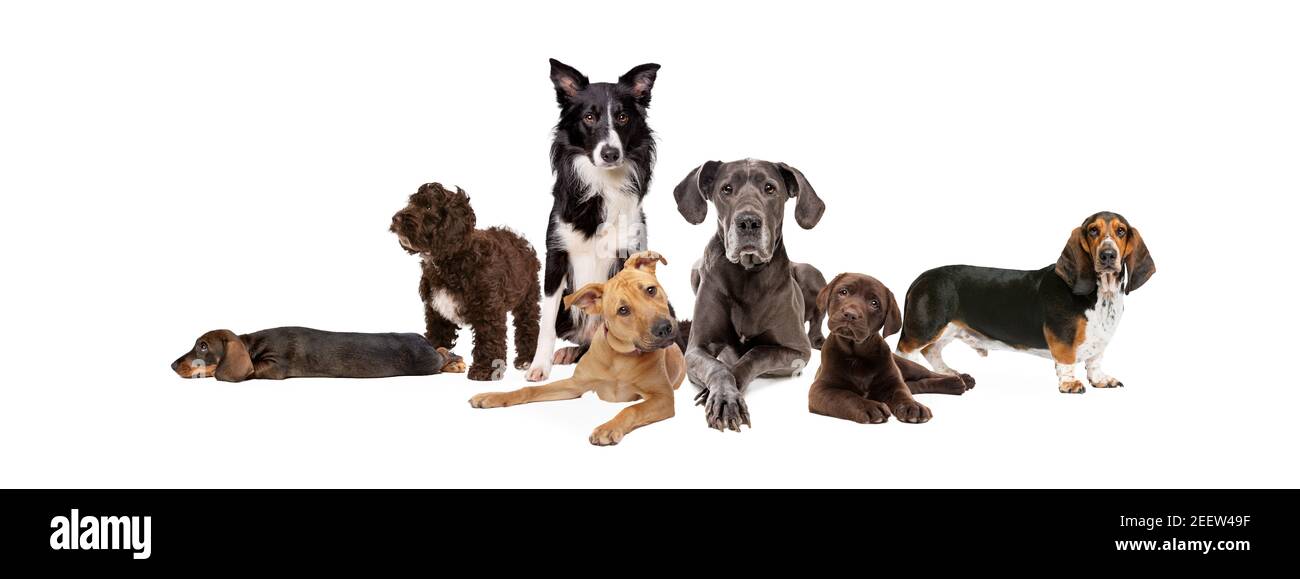 Sieben verschiedene Hunderassen posieren vor einem weißen Hintergrund Stockfoto