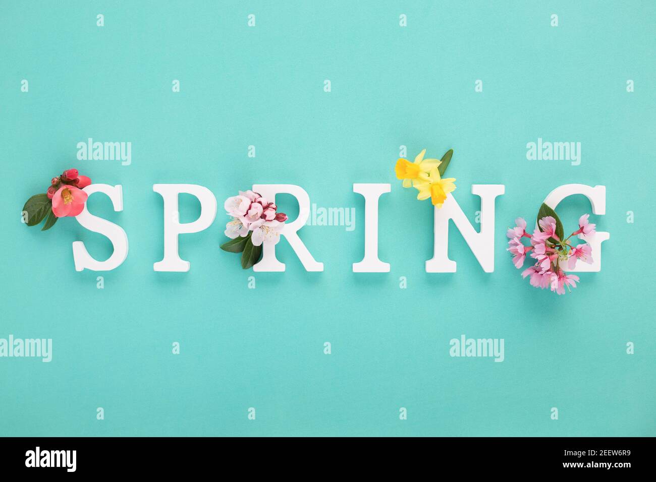 Weiße Holzbuchstaben bilden eine Frühlingsanordnung von frischen Frühlingsblumen auf blauem tiffany Hintergrund. Minimalkonzept. Flach liegend. Stockfoto