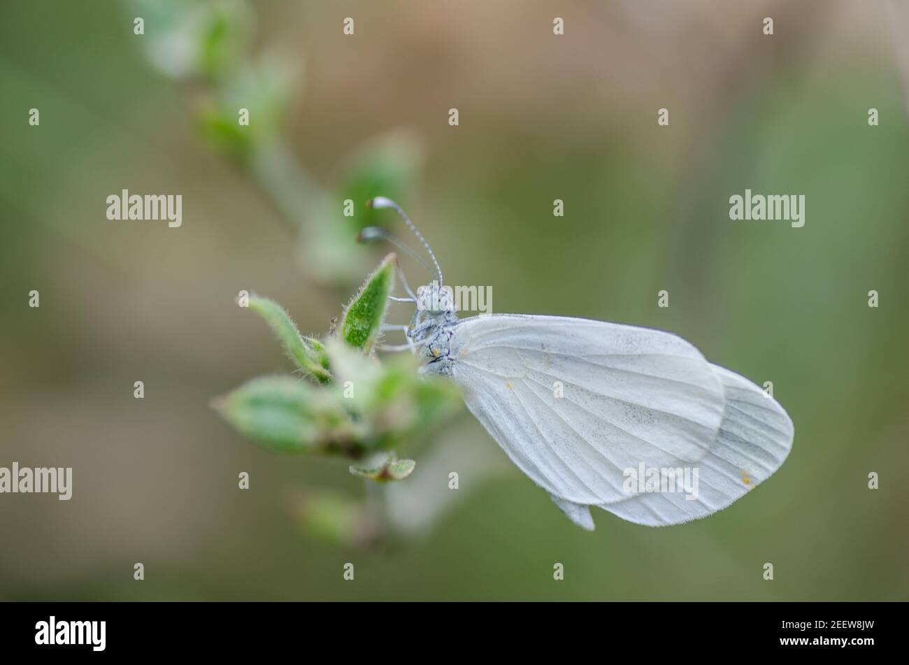 Weißer Schmetterling im Sommer Stockfoto