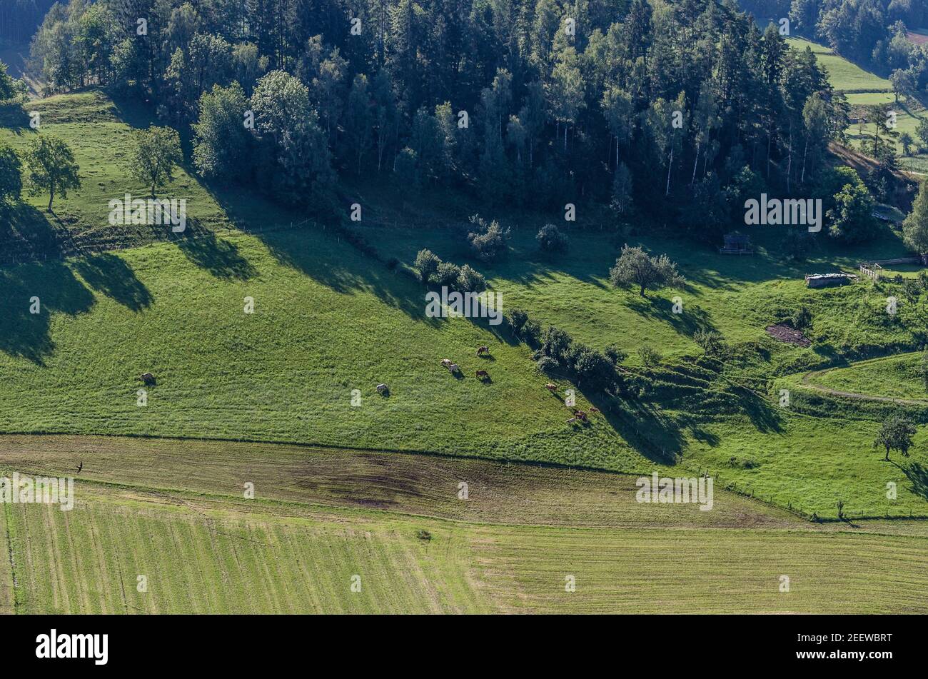 Kühe auf einer grünen Wiese im Sommer Stockfoto
