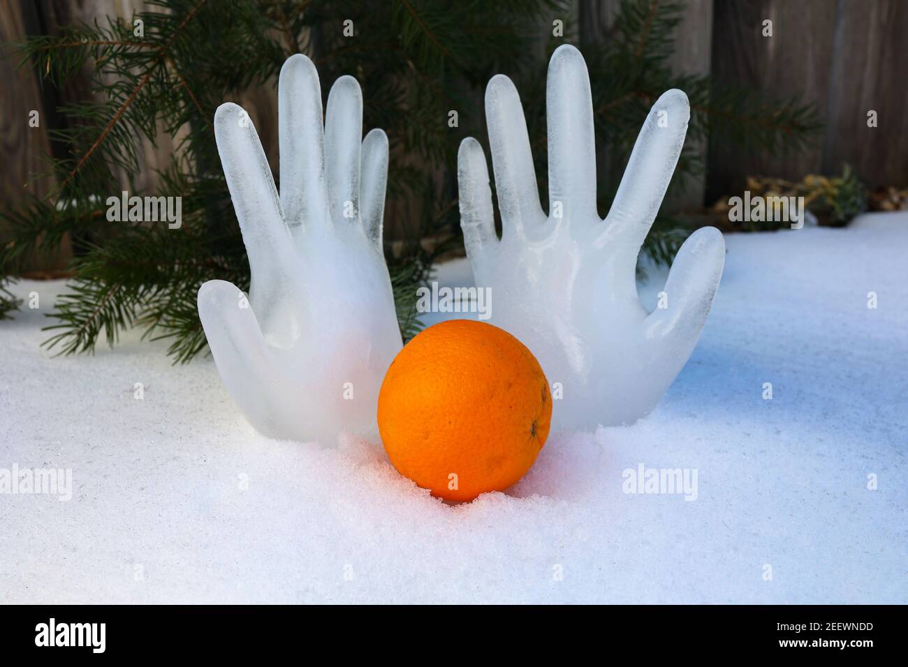 Orange auf dem Schnee auf dem Hintergrund von Eishänden. Stockfoto