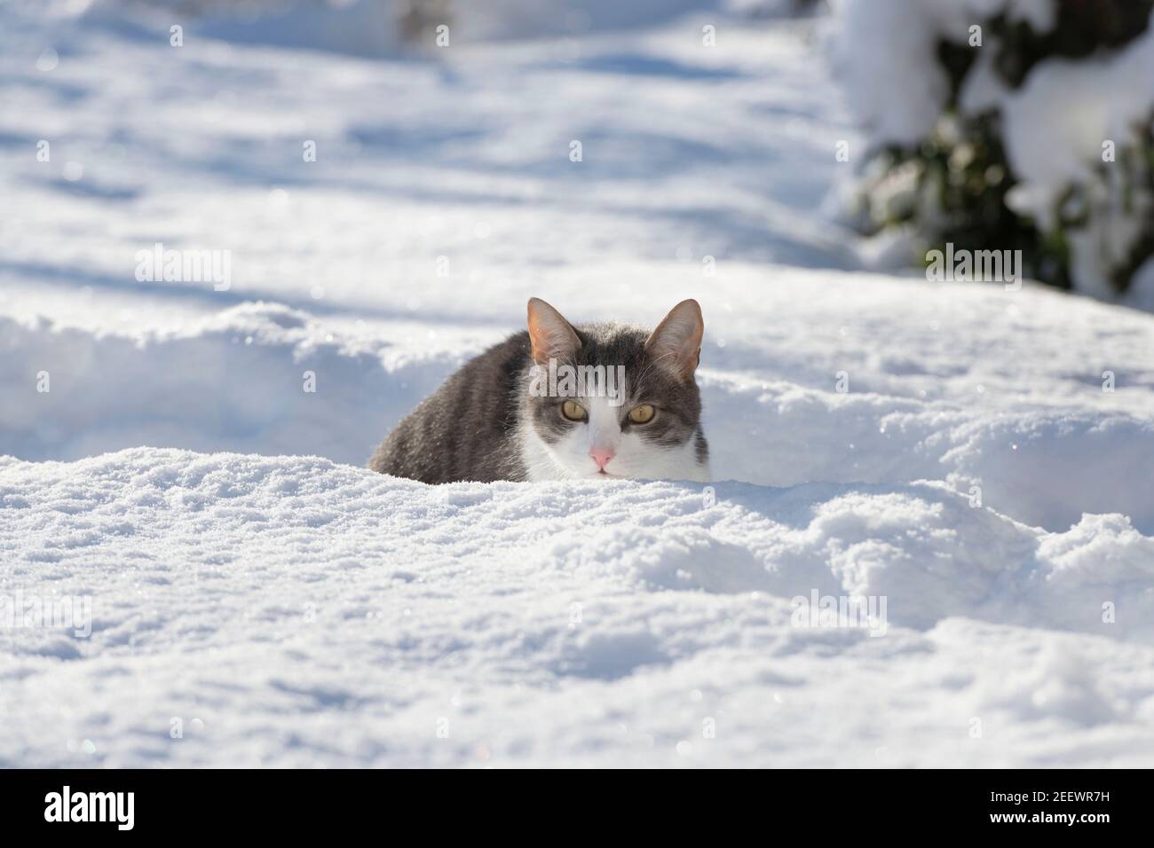 Eine graue und weiße Katze, die einen Pfad durch Schnee benutzt Während der Jagd zu verbergen Stockfoto