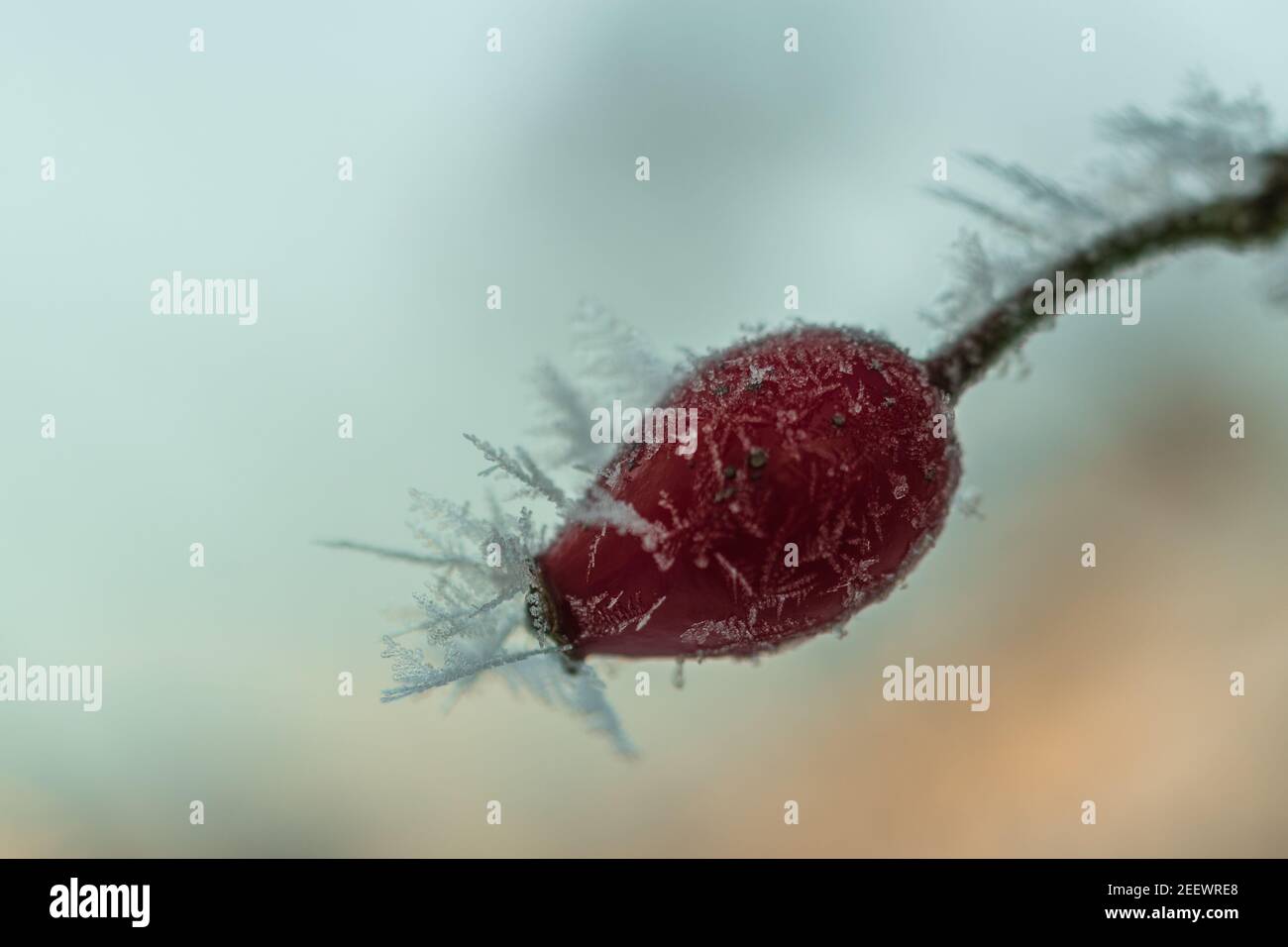 Die roten Früchte der Hunderose, die Hagebutten sind nach einer kalten Nacht mit Reif und Eiskristallen bedeckt. Stockfoto