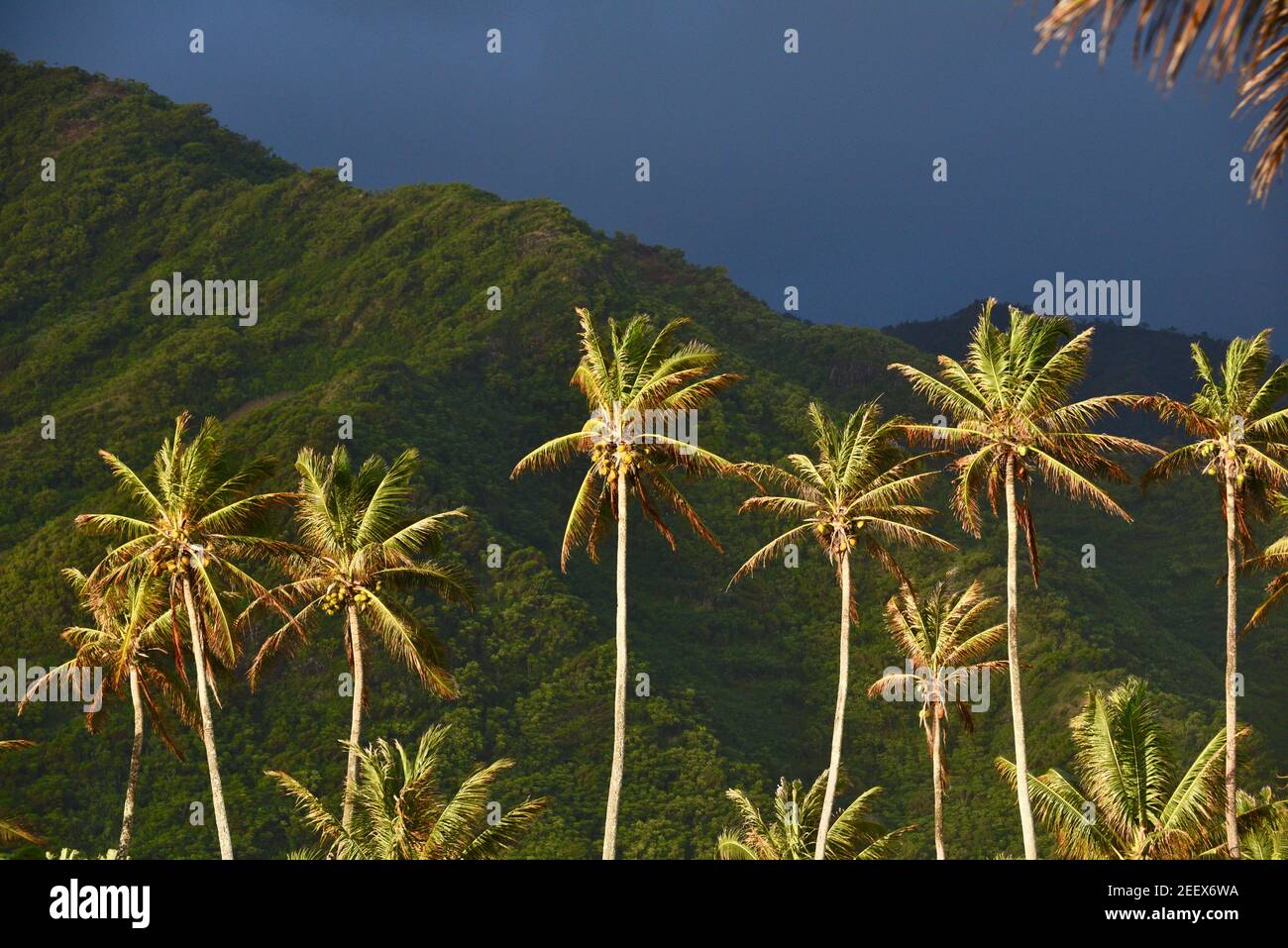 Eine Reihe von Kokospalmen dramatisch beleuchtet bei Sonnenaufgang mit tropischen Regenwald und Berg in der Ferne kurz nach Sturm vorbei, auf Oahu, Hawaii, USA Stockfoto