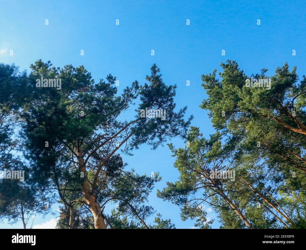 Schauen Sie an sonnigen Tagen auf Baumkronen Stockfoto