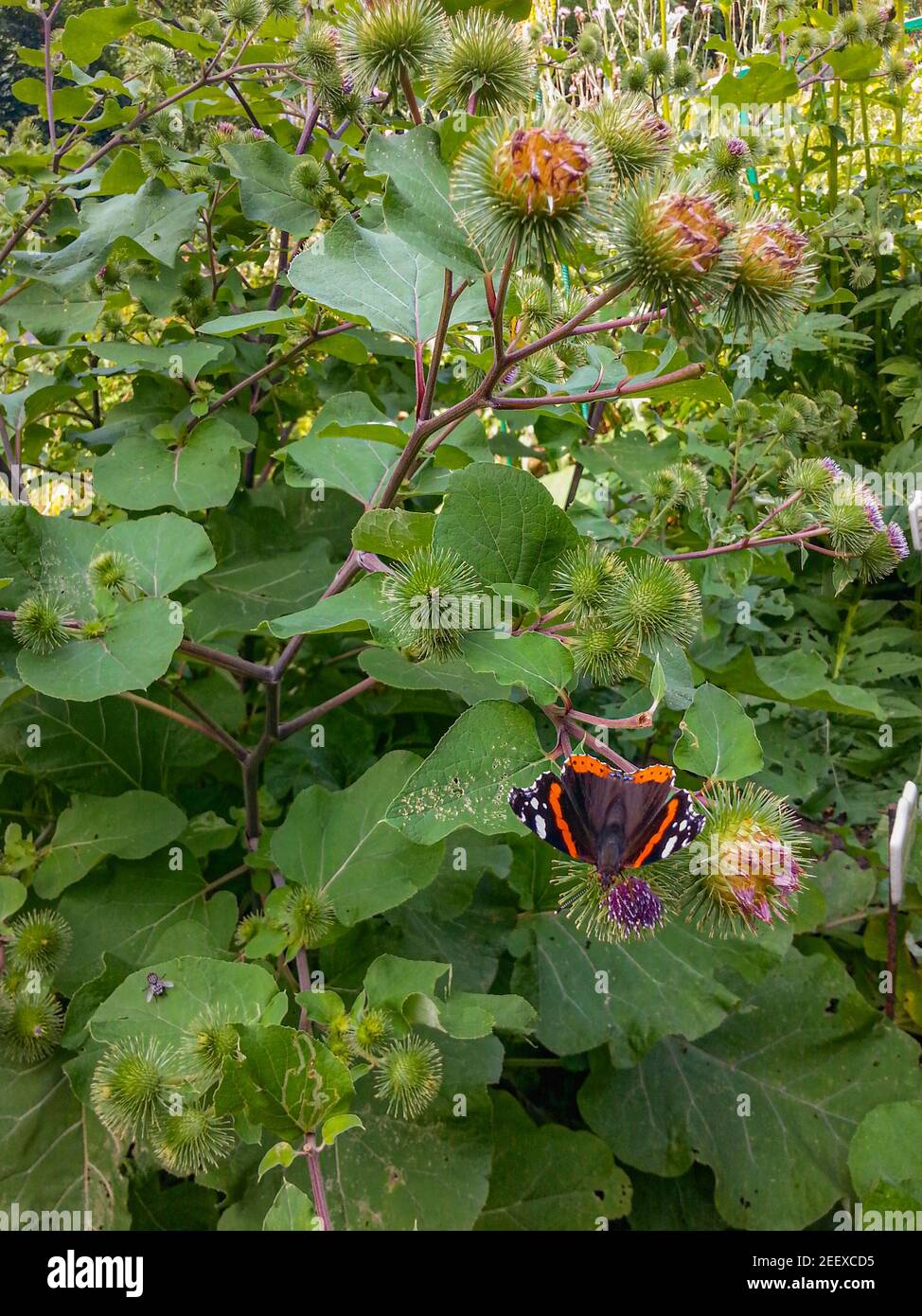 Bunte Schmetterling sitzt auf grünen Pflanze im Garten Stockfoto